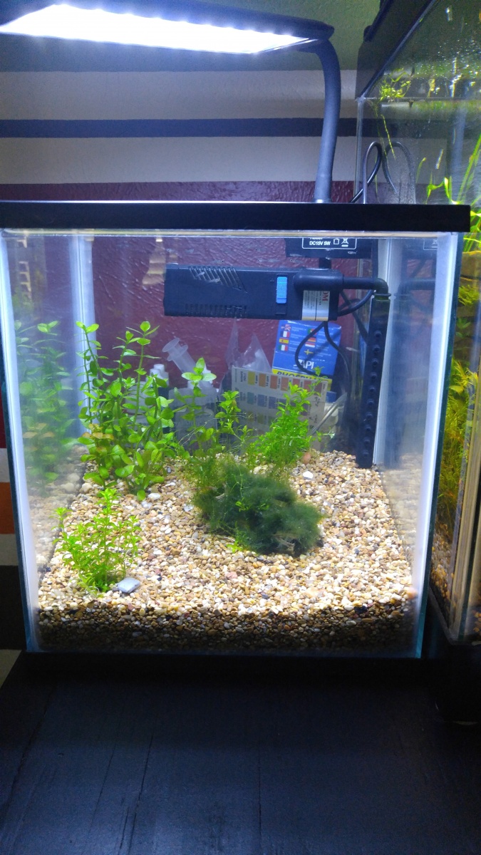 Basic little 2.5gallon cube. (Secondary baby guppy tank)
Basic little tank to grow out guppy fry. Usually has quite a few baby guppies. I keep a handf
