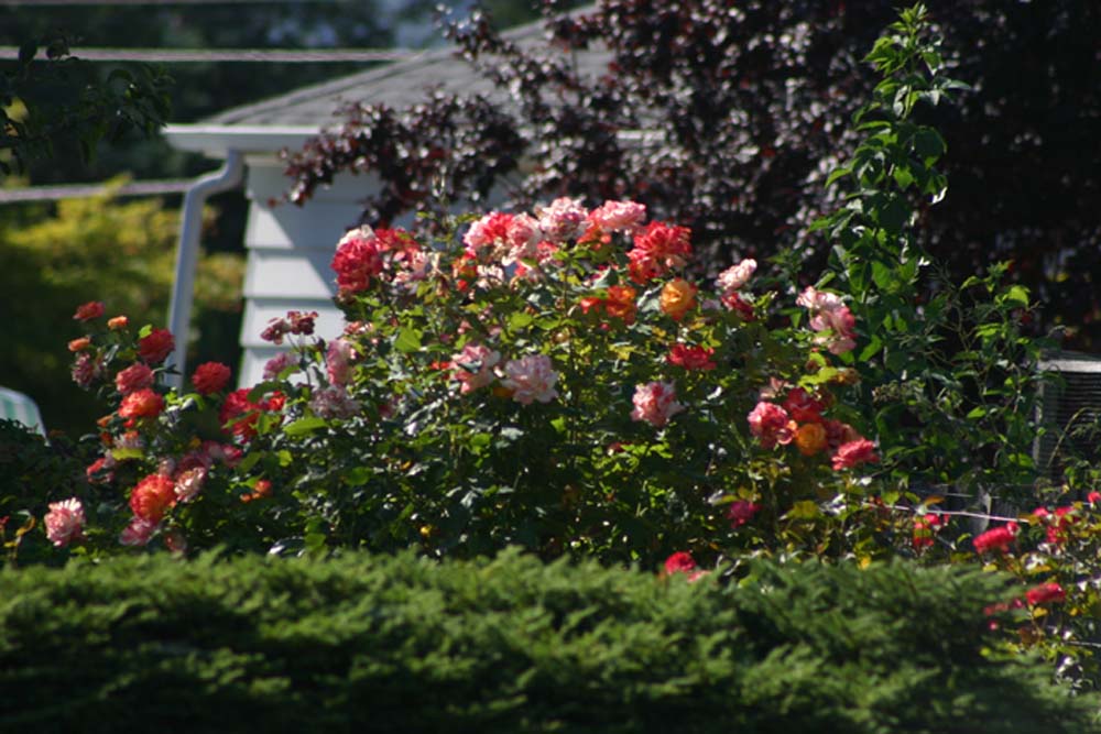 Beautiful Roses! Taken From My Yard