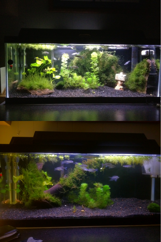Before and after shot of my latest rescape. Removed rocks and replaced with driftwood. Room on right side was where Emperor 280 was; future area for C