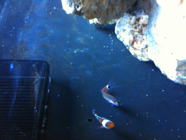 Benny and Nemo.. buddies. :)