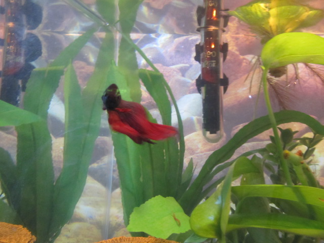 Betta, best pic I could get!