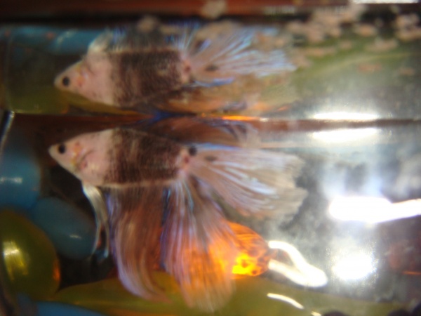Betta.  This photo does NOT do it justice.  The under fin and tail is opalascent deep blue. The mid is black and its head is pink with black eyes.