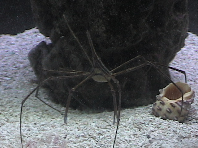 Better picture of my Arrow Crab.