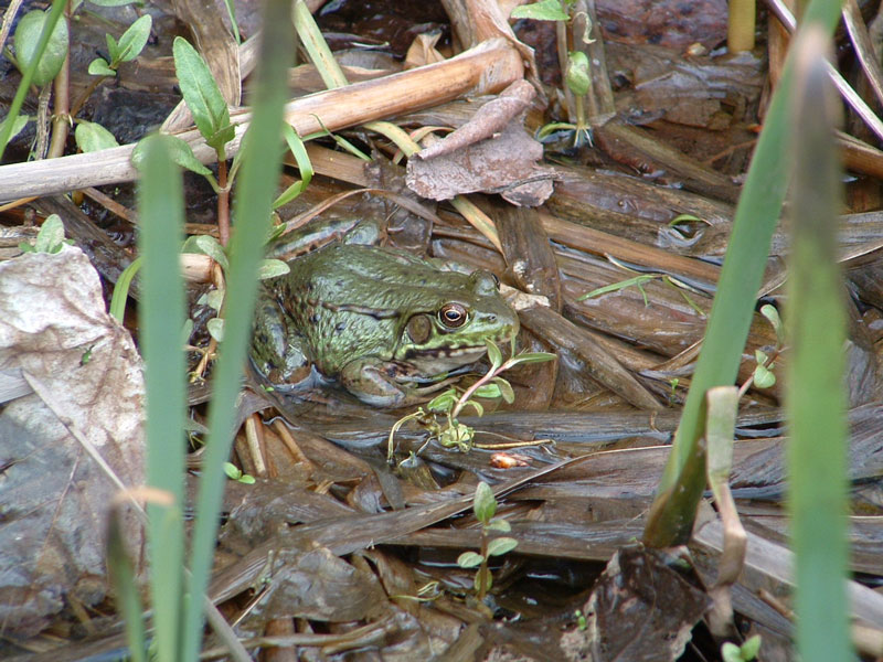 big frog in a ditch