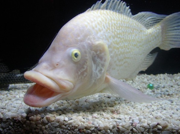 Bizarre fish believed to be Tilapia Mosambica