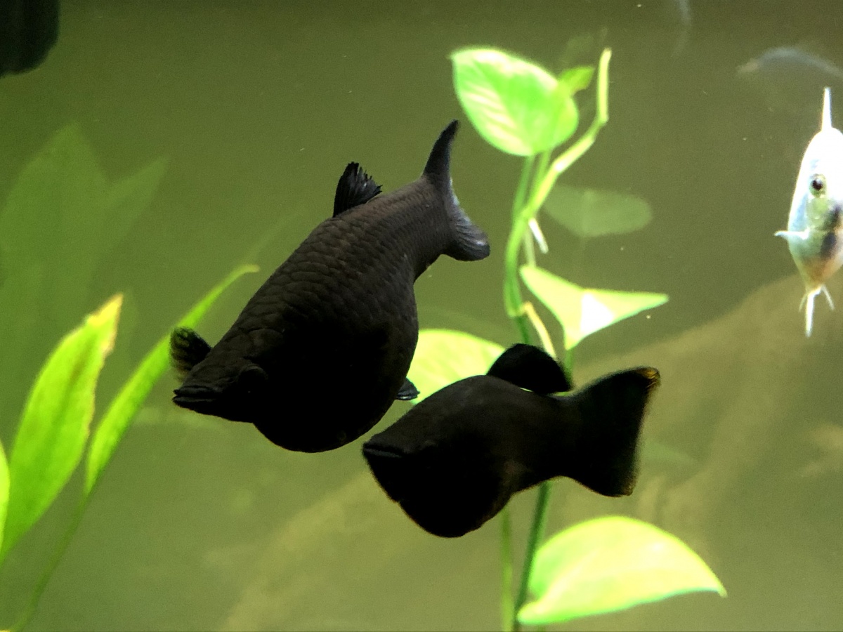 Black Mollys - pregnant or dropsy or just ate a lot?