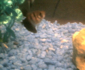 Black Tetra. Sorry about the low quality, I'm stuck with this cheap Wal Mart 'digital' camera for now.