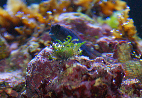 Blenny
Love this little guy, he is always watching us and some times even comes after me, when I have my hands in the aquarium.