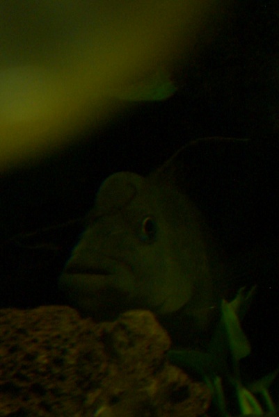 Blockhead Cichlid popping out to say hello