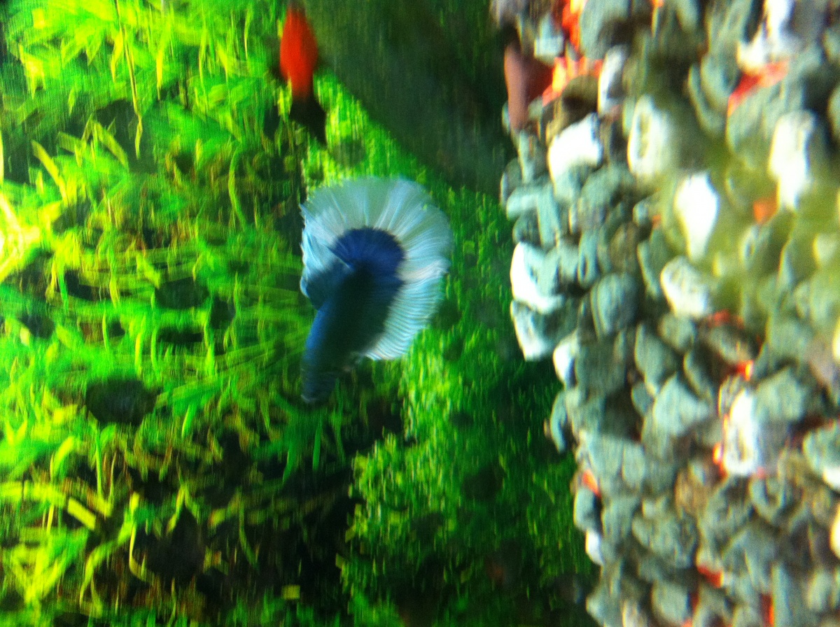 Blue and white Halfmoon Betta called Nebo but he is now deceased