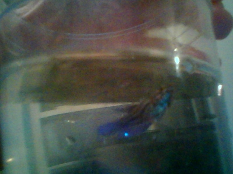 blue female betta I got very young from main chain store