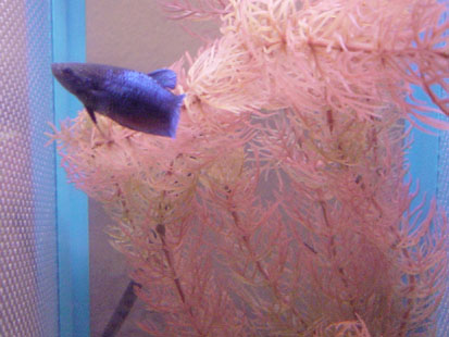 Blue Female