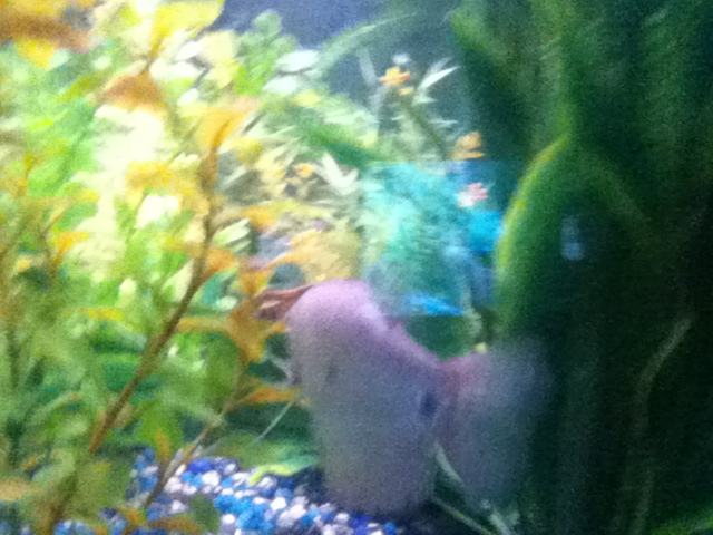Blue Gourami from behind.