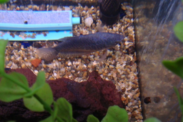 Blue Gourami - Sorry, it is the best picture I could get.