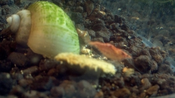 Blue Mystery snail and a cherry shrimp sharing an algae wafer.