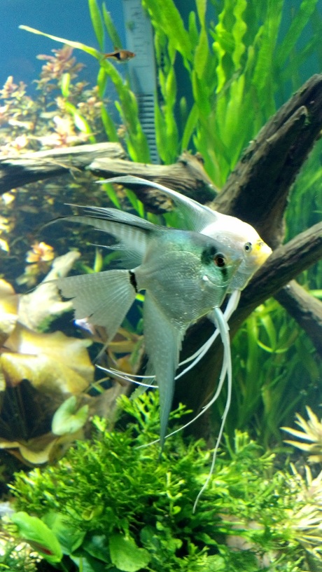 Blue Platinum Veil Angelfish male with Platinum Gold Pearlscale Veil Angelfish female mate