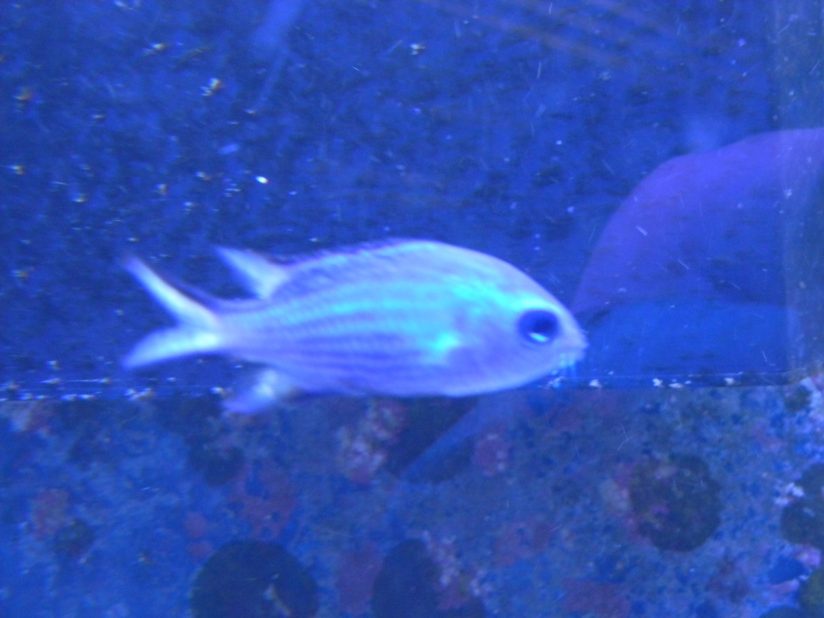 Blue Reef Chromis