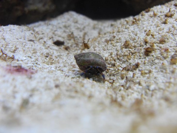 Blue reef hermit....tiny little thing