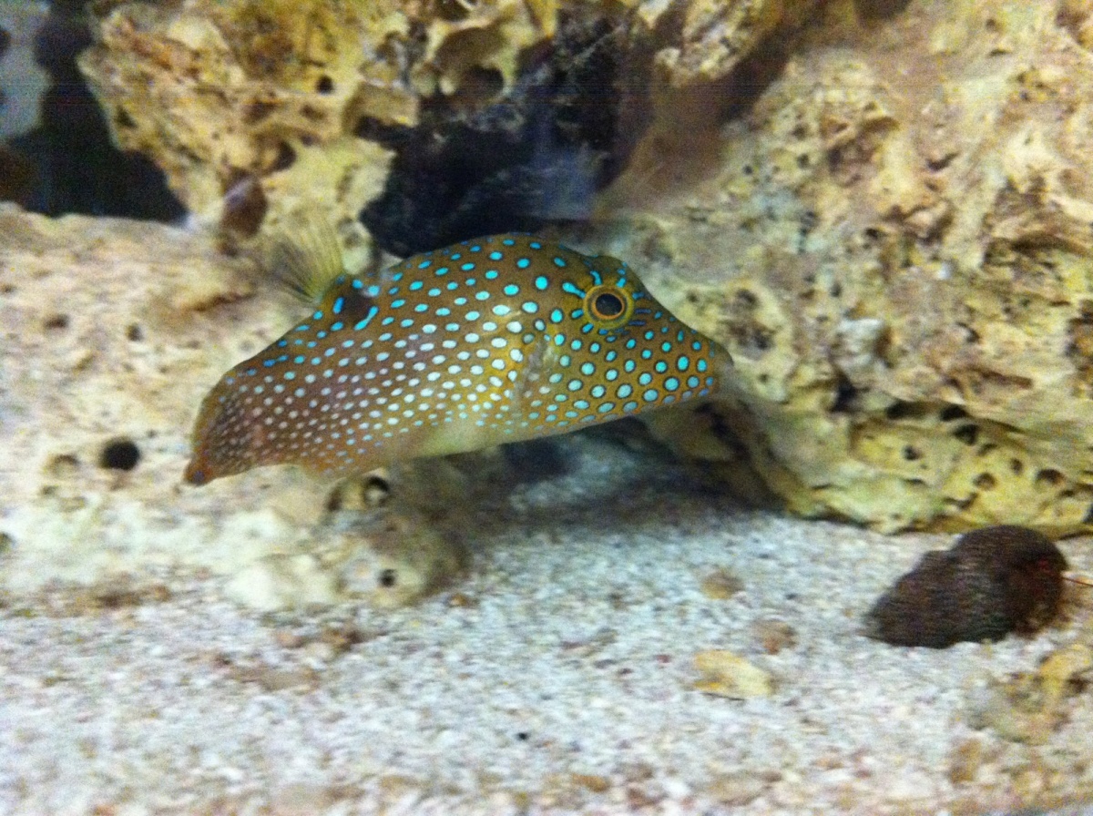 Blue Spotted Puffer