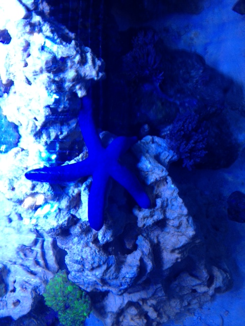 blue star