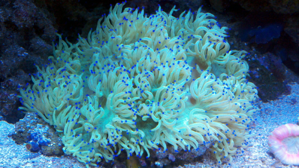 Blue tipped elegance coral