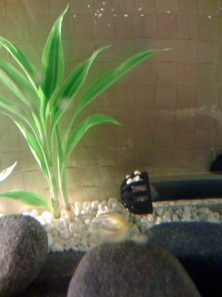 Blurry fish.