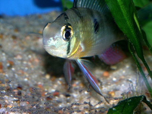 Bolivian Ram Male watching over his fry
