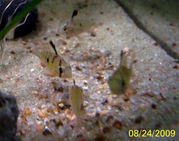Bolivian Rams at 3 months 1"