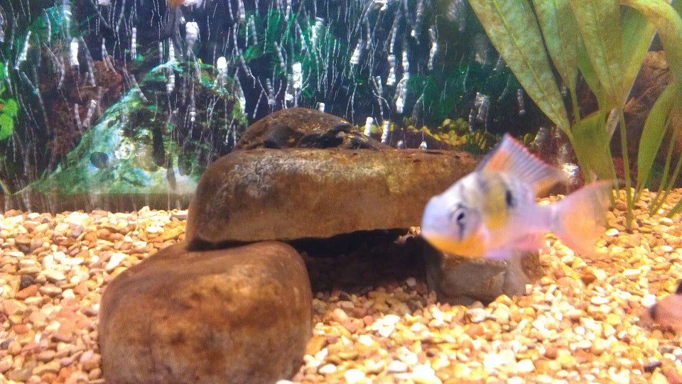bolivian rams- we have 4 but I could only catch one.. we got them yesterday:)