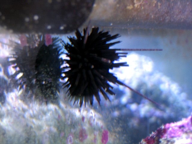 Both my urchins lost their spines when my pH went too high, but both seem to be growing them back.