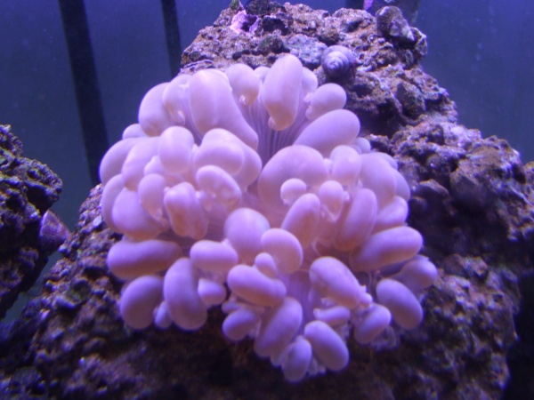 Bubble Coral started from Ebay frag.