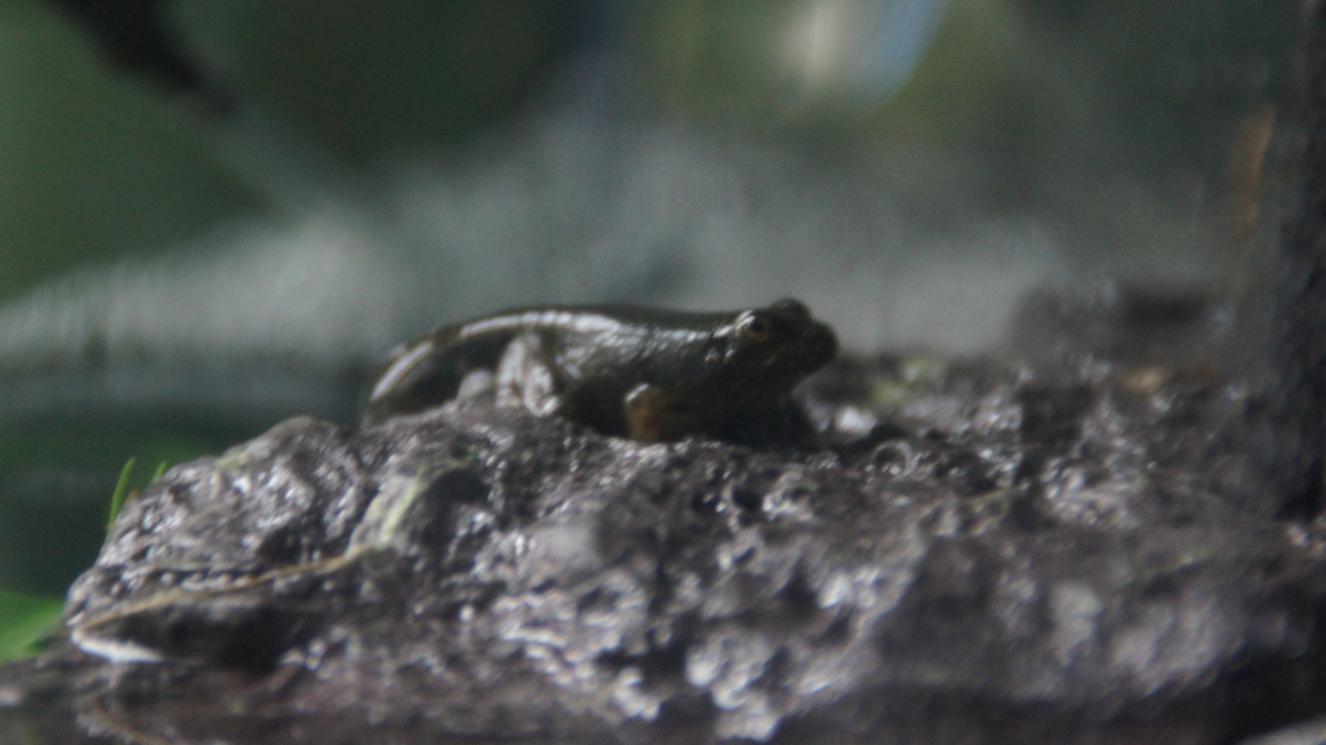 Bullfrog with small tail