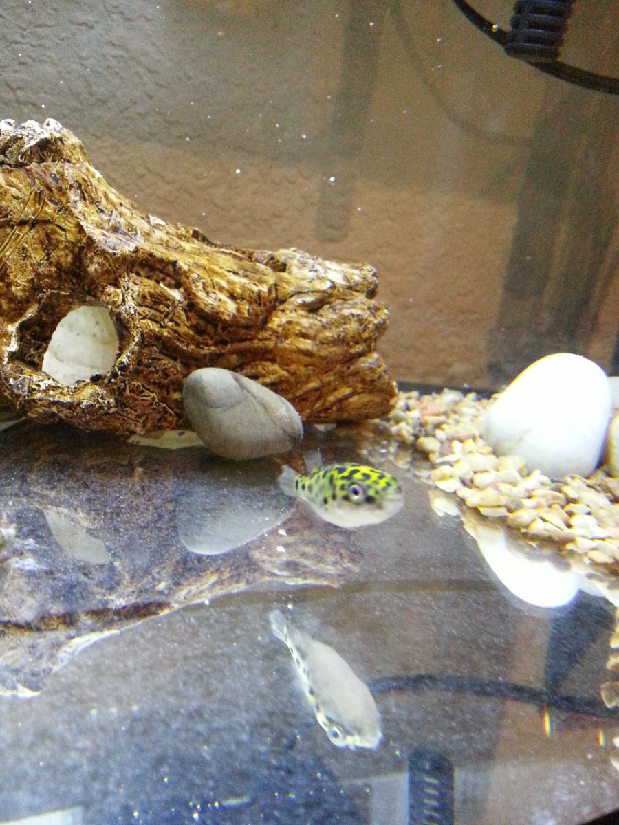 Bumble bee, our dwarf puffer