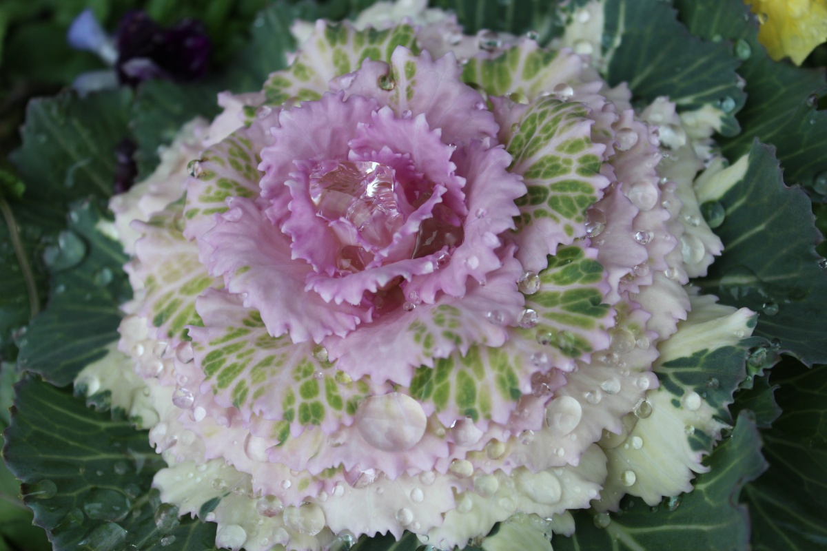 cabbage rose with frost