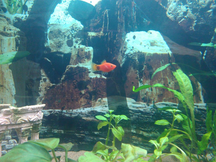 Caitlin our new Mickey Mouse Platy. Still a bit shy but gorgeous colouring.