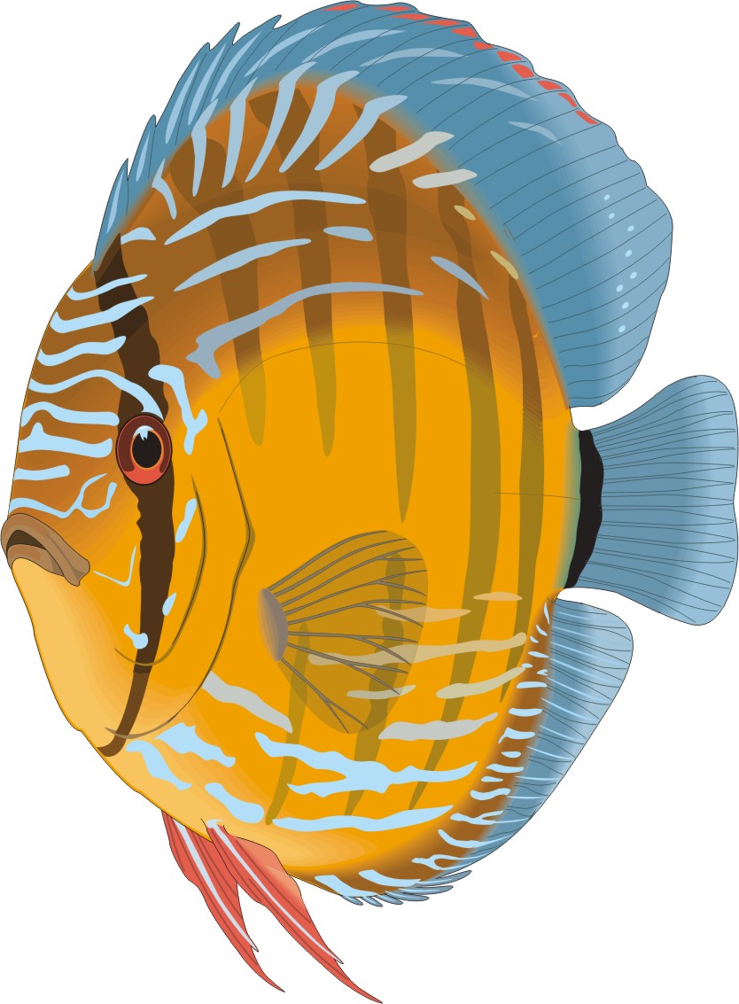 cartoon fish discus