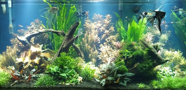 Center tank- sorry for haze- due to planting and adding new bio-media to FX5 that was off for over a week.