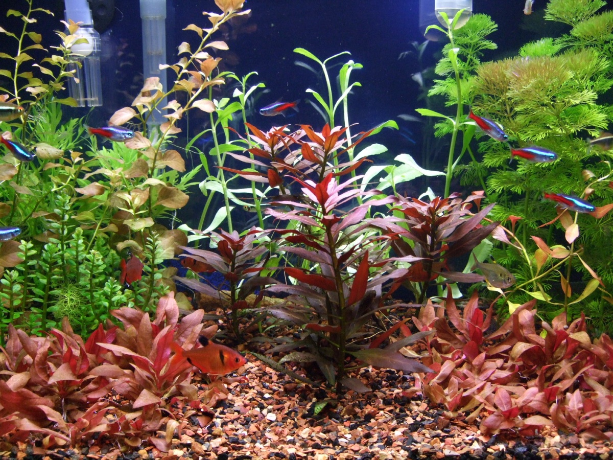 center with Ludwigia Peruensis in front of new Ludwigia Palustris.