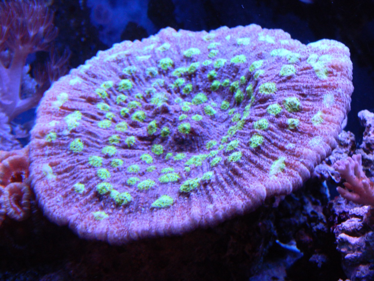 Chalice coral 7/7/13