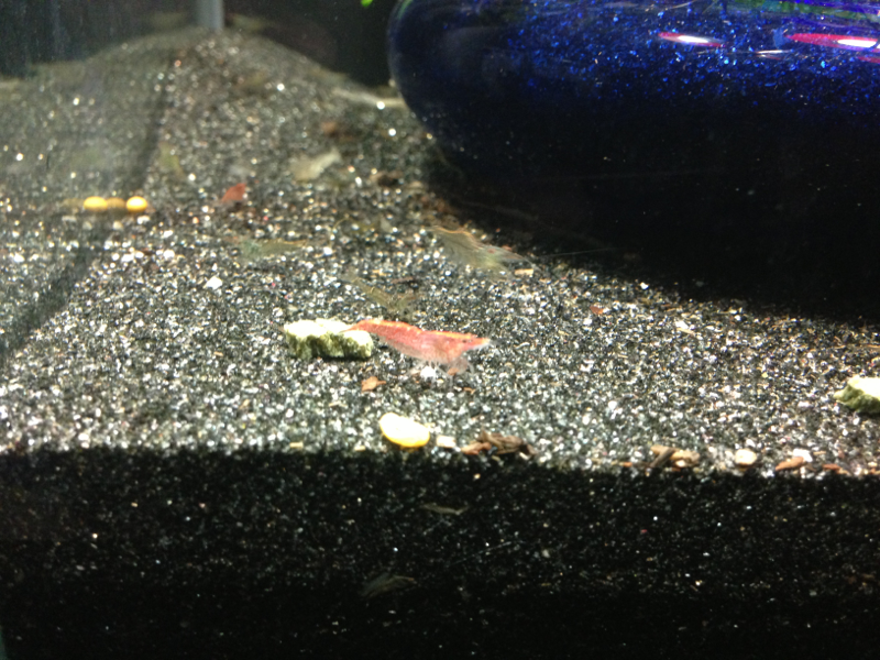 Cherry shrimp and native australian shrimp.