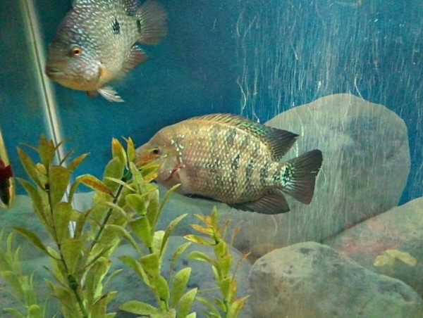 ChiChi and Zip( LFS said FH but he isn't, still trying to figure out what hybrid he is)