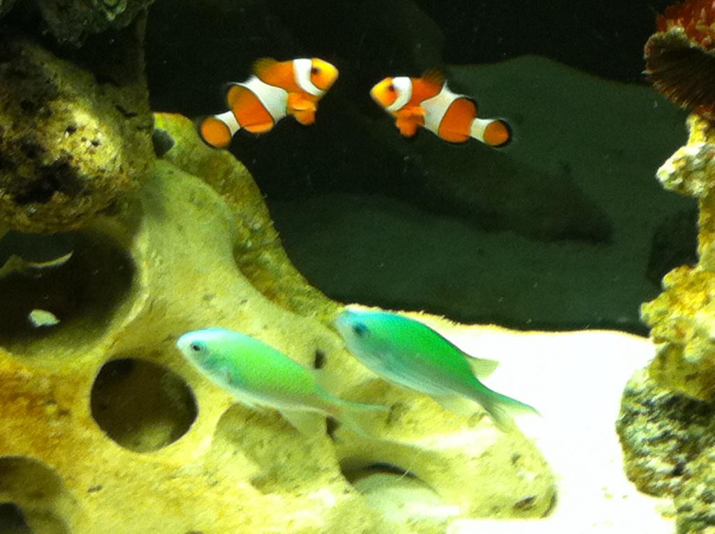 Chromis schooling with clownfish