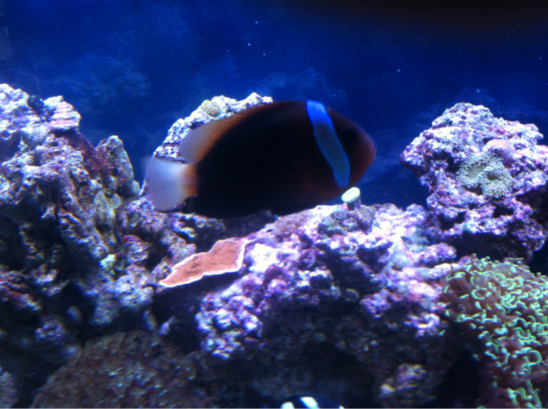 Cinnamon Clownfish (AKA Tomato Clownfish)