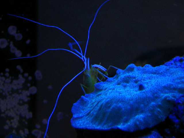 cleaner shrimp on a mushroom, under actinic 03 lights
