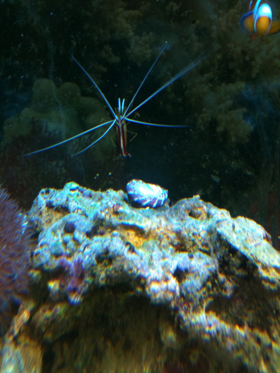 Cleaner shrimp with upside down snail on the rock and Nemo trying to get into the shot.