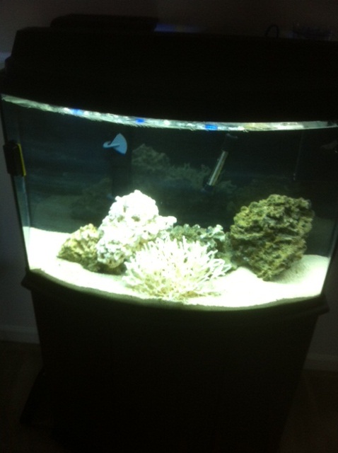 Cleared up and about ready for the fish, coral before long