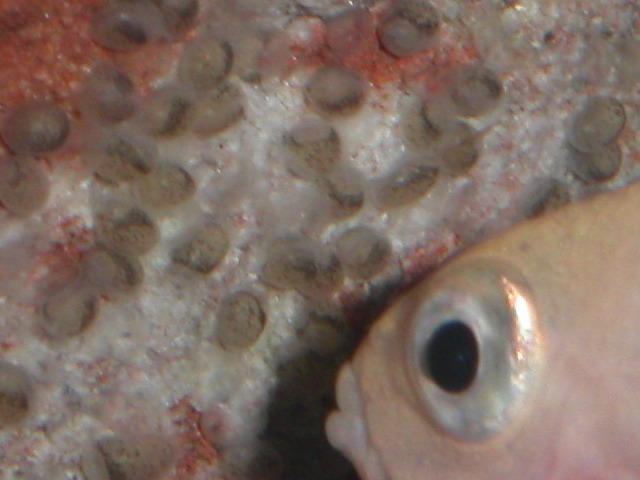 Close up of hatching eggs