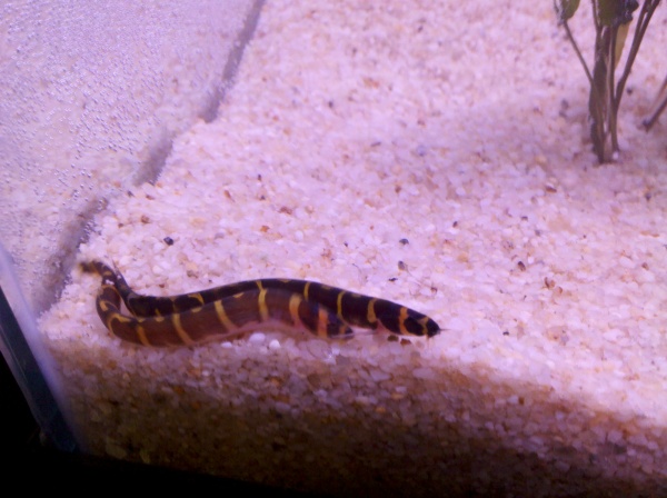 Close up of substrate and two of three kuhlii loaches.