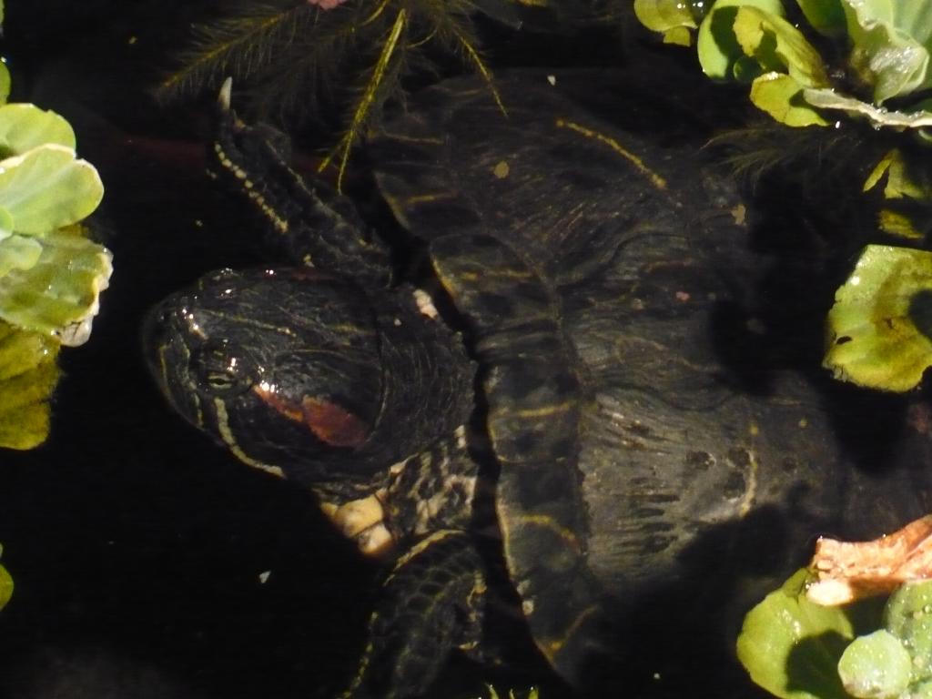 Close-up of Turbo's pretty green face (my red-eared slider).