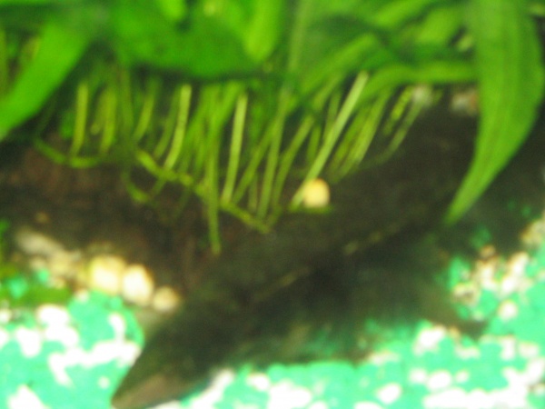 closeup of runners on java fern - started this one from a single fragment threaded to the branch.  Yeah, some folks really abhor that beard algae, but